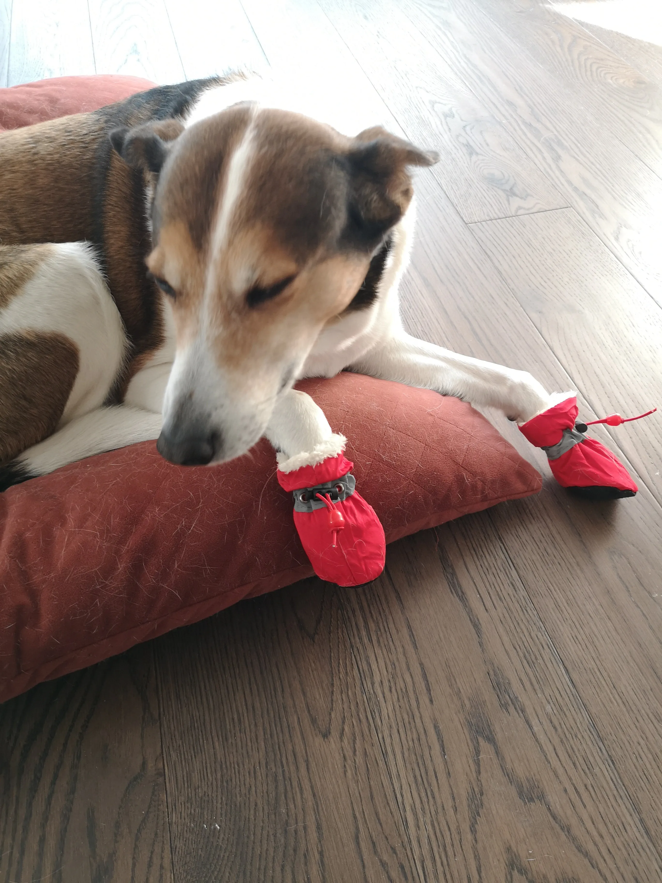 A99 PSB 4 Pcs Pet Dog Socks Anti Slip Dog Snow Boots Dog Shoes for Small Medium Size Dogs Booties Paw Protector Warm Pet Boots for Puppies