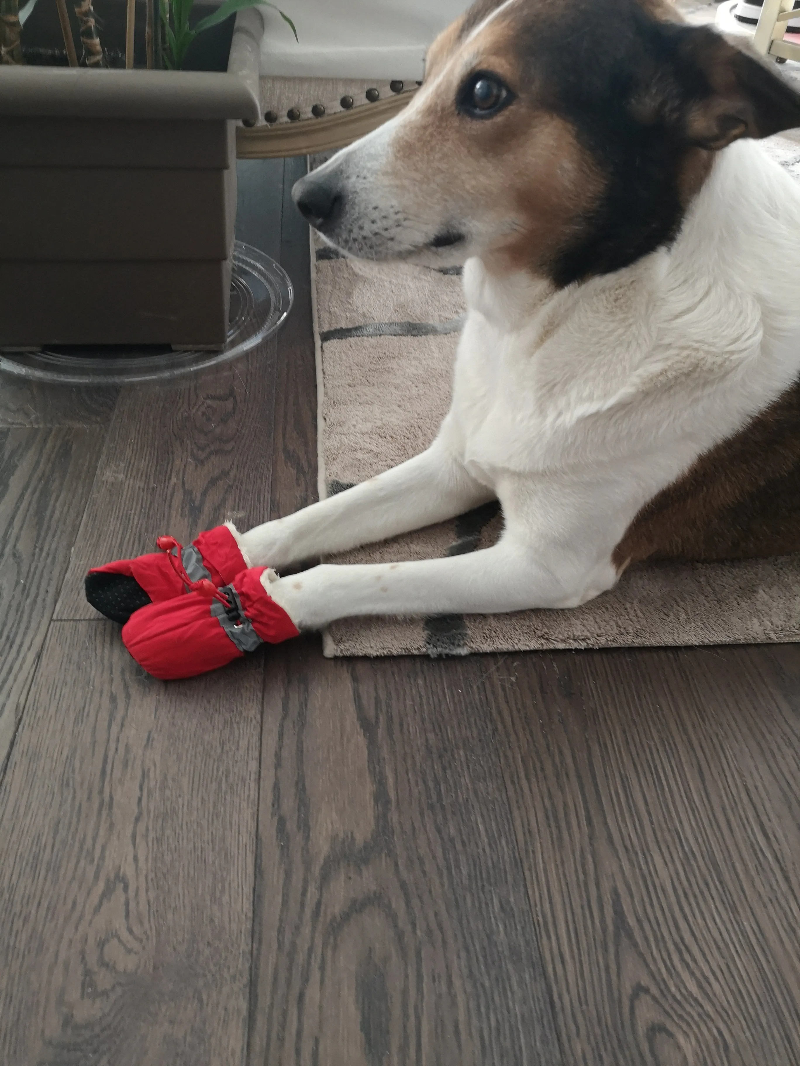 A99 PSB 4 Pcs Pet Dog Socks Anti Slip Dog Snow Boots Dog Shoes for Small Medium Size Dogs Booties Paw Protector Warm Pet Boots for Puppies
