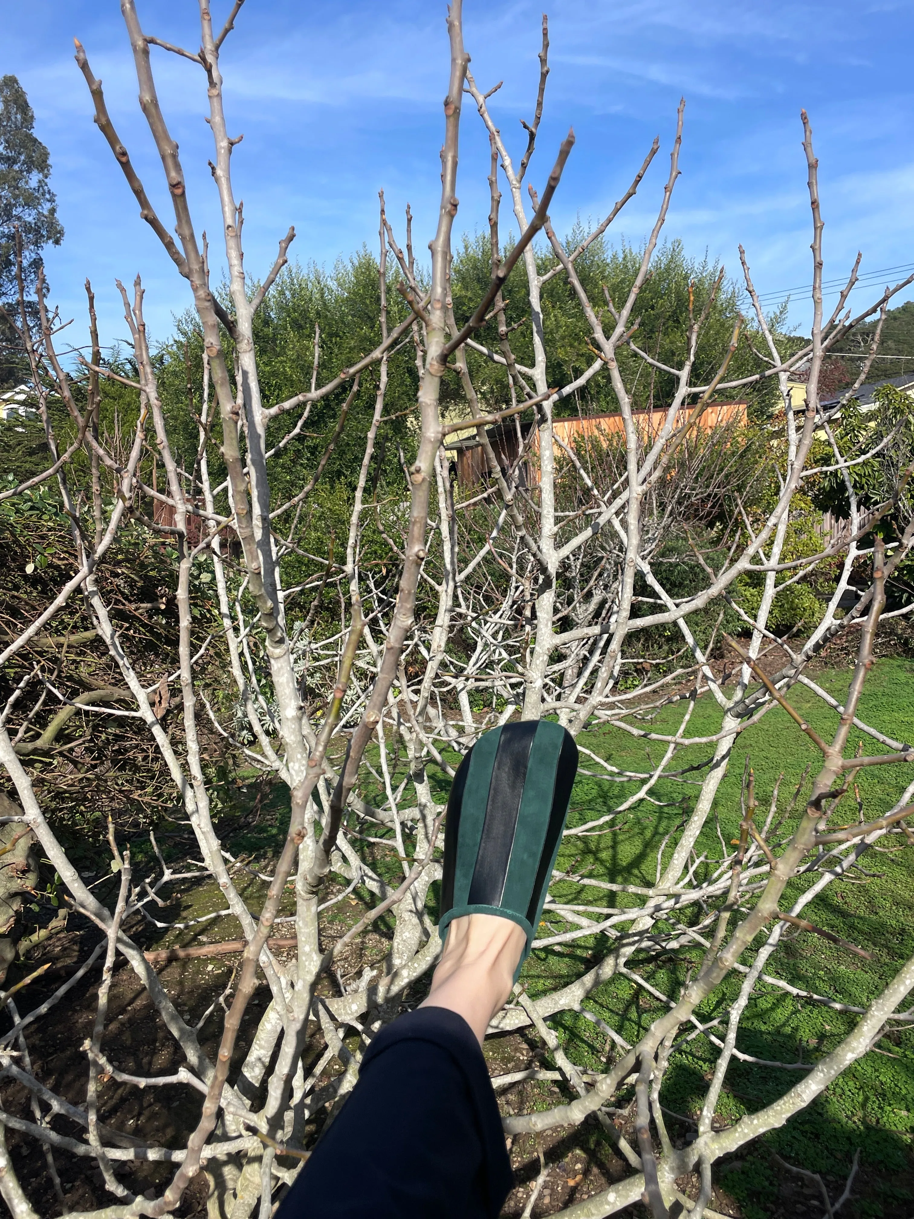 Beklina Gubi Mules Eucalyptus